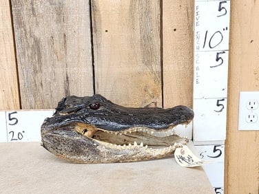 Taxidermy Alligator Head