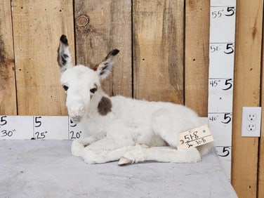 Baby Donkey Full Body Taxidermy Mount