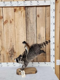 Rodeo Raccoon & Cowboy Squirrel Taxidermy