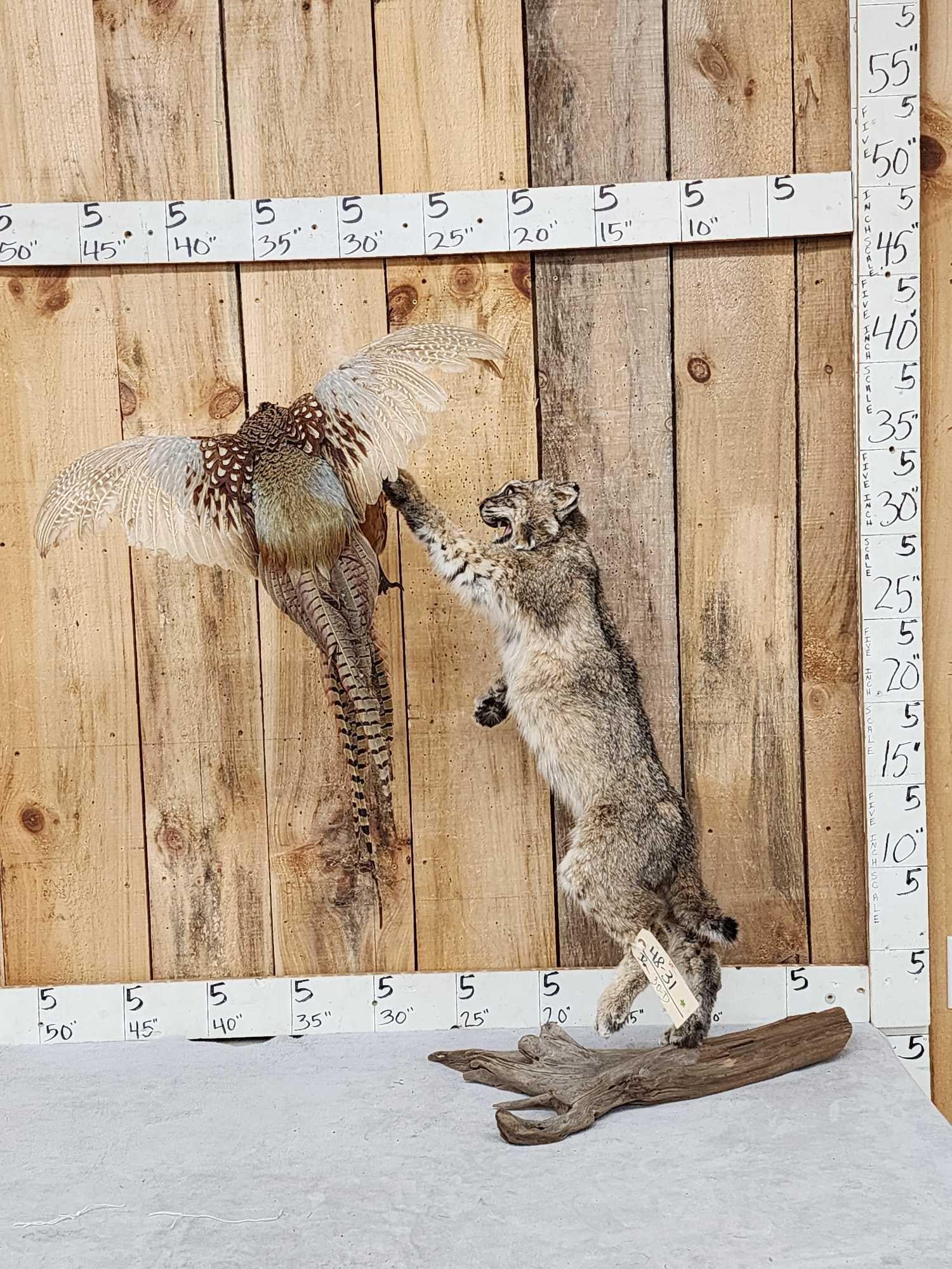 Bobcat Leaping For A Pheasant Taxidermy Mount: 48.31 Cool action piece comes apart for easy transport
