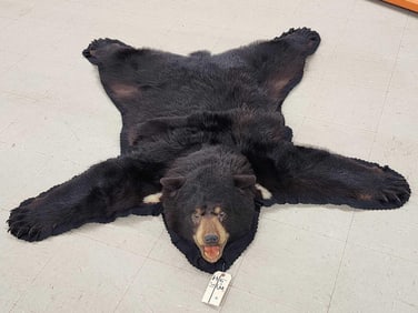 Black Bear Rug Taxidermy