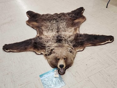 Canadian Grizzly Bear Rug Taxidermy