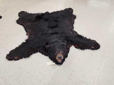 Black Bear Rug Taxidermy