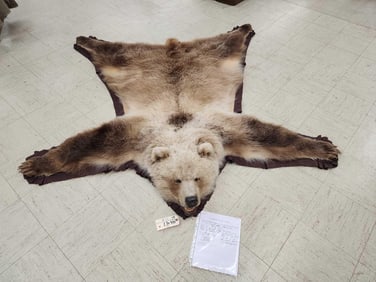 Prett Grizzly Bear Rug Taxidermy