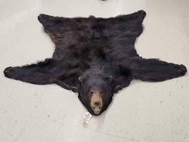 Big Black Bear Rug Taxidermy