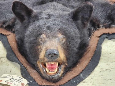 Black Bear Rug Taxidermy