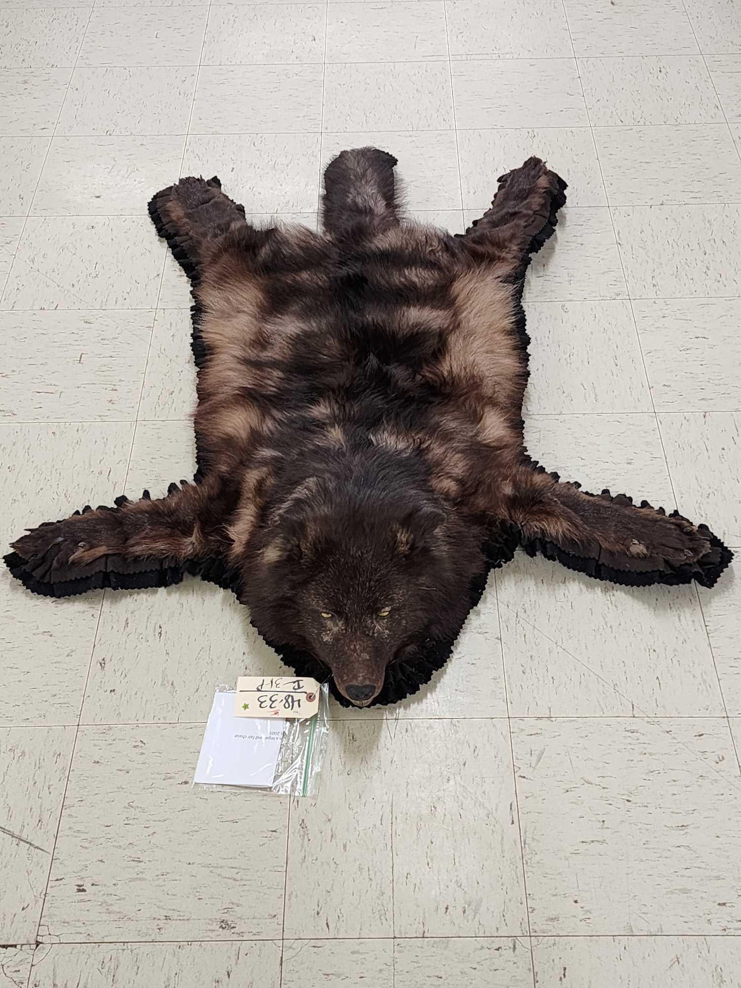 Juvenile Alaskan Wolf Rug Taxidermy (1 of 9)