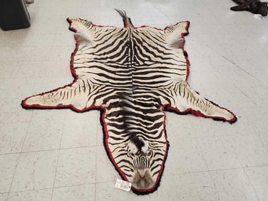 Vintage Zebra Rug Taxidermy