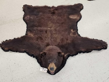 Big Cinnamon Phase Black Bear Rug Taxidermy