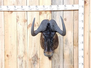 African Black Wildebeest Shoulder Mount Taxidermy