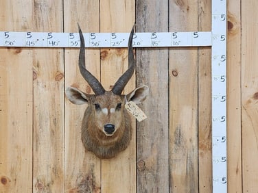 African Sitatunga Shoulder Mount Taxidermy