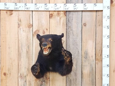 Black Bear Half Body Taxidermy Mount