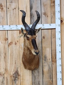 African Hartebeest Shoulder Mount Taxidermy