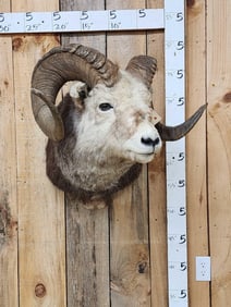 HUGE Stone Sheep Taxidermy Mount