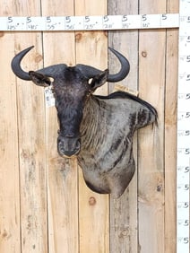 African Wildebeest Shoulder Mount Taxidermy