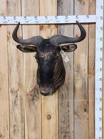 African Blue Wildebeest Shoulder Mount Taxidermy