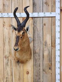 African Hartebeest Shoulder Mount Taxidermy