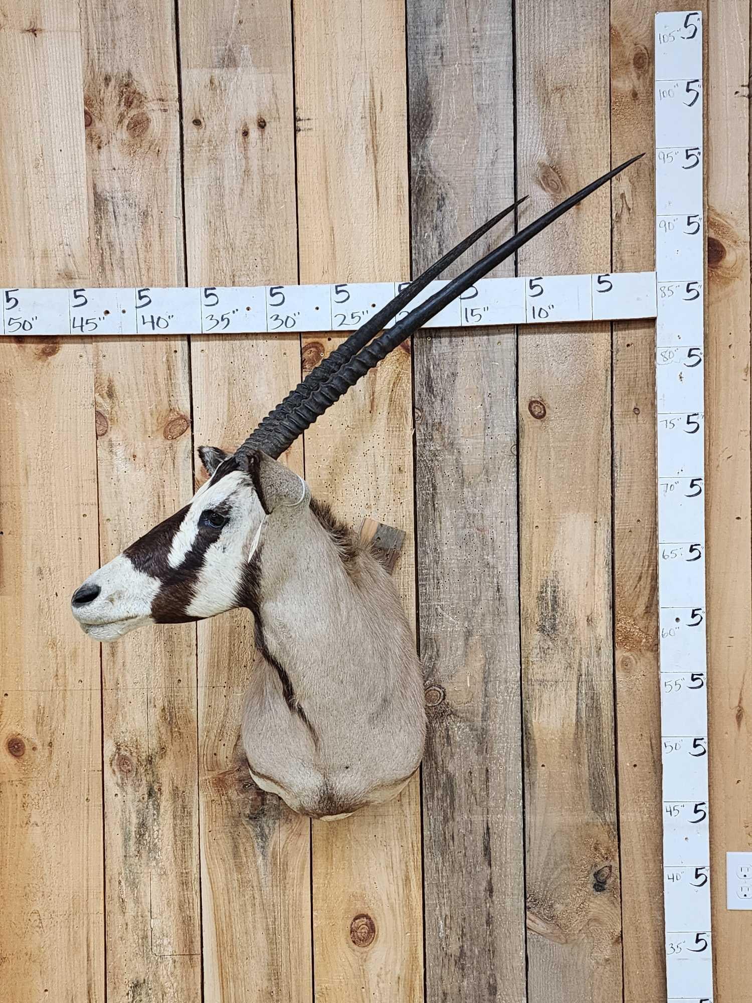African Gemsbok Shoulder Mount Taxidermy (1 of 4)