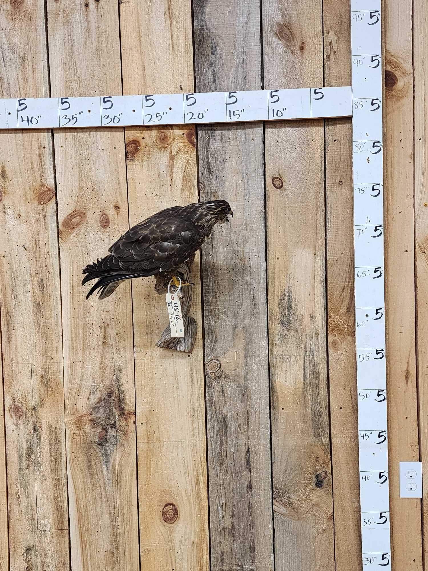 Buteo Buteo Comon Buzzard Full Body Bird Taxidermy (1 of 4)