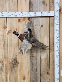 Cowboy Squirrel Riding A Pheasant Taxidermy