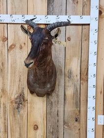 African Tsessebe Shoulder Mount Taxidermy