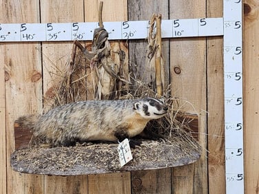 Badger Full Body Taxidermy Mount