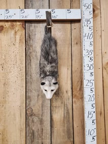 Opossum Hanging By It's Tail Taxidermy Mount