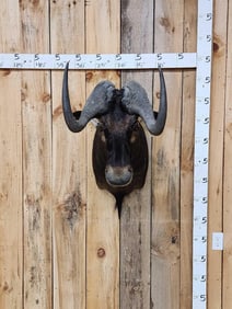 African Black Wildebeest Shoulder Mount Taxidermy