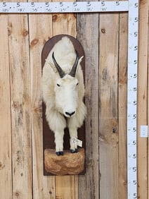 Mountain Goat Half Body Taxidermy Mount