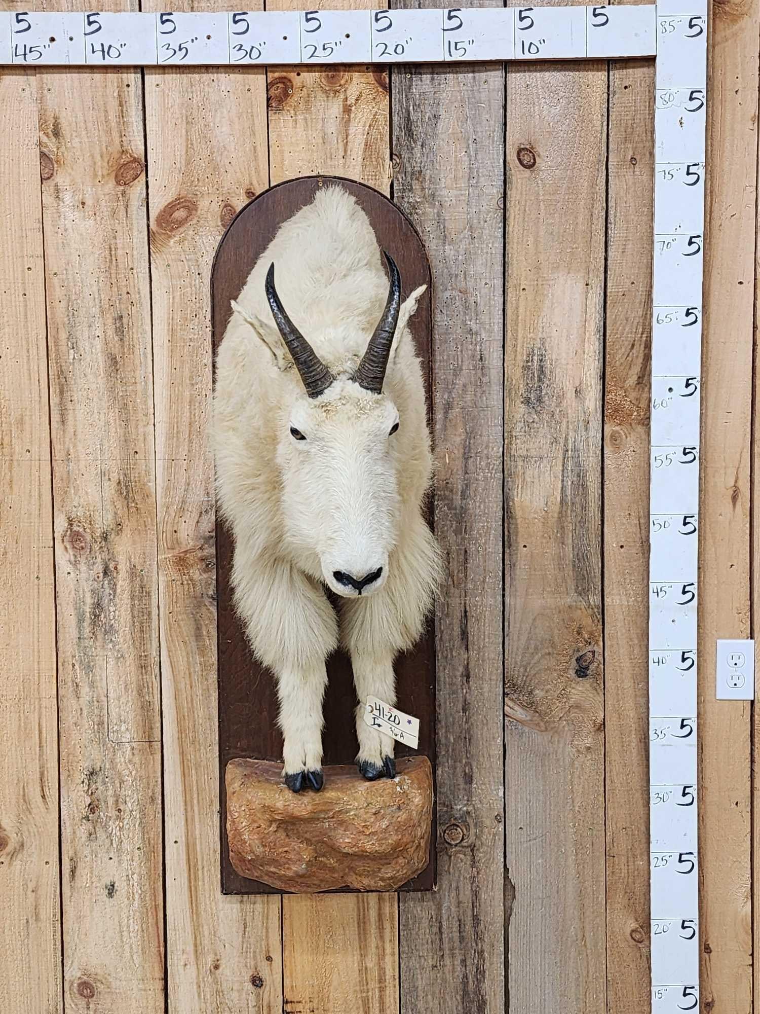 Mountain Goat Half Body Taxidermy Mount: 41.20 Solid mount big horns