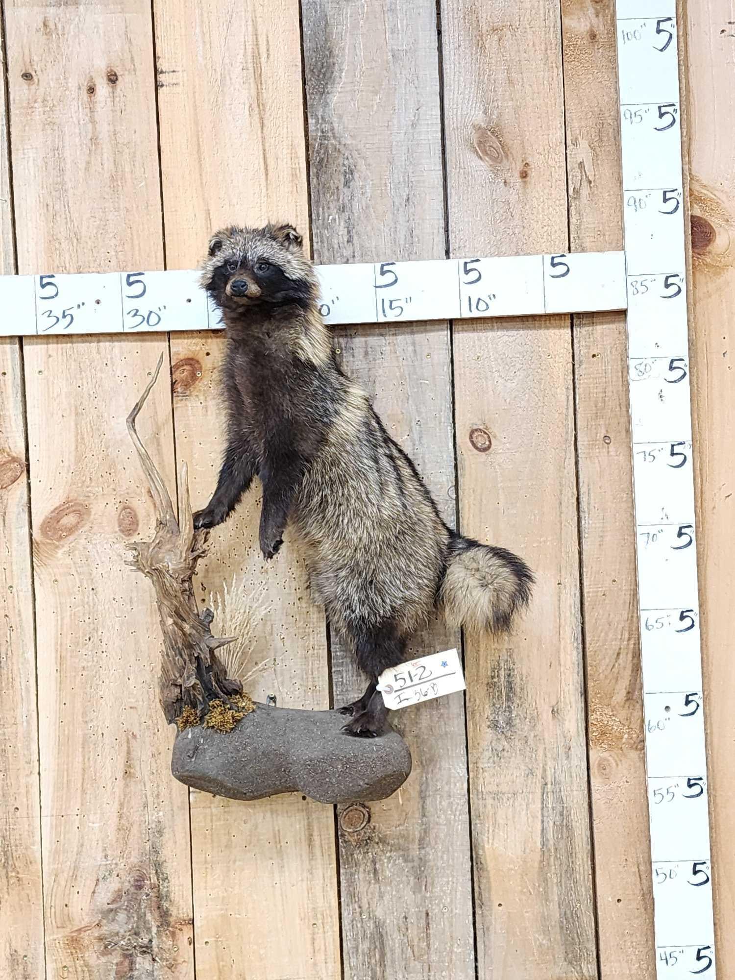 Japanese Tanuki Or Raccoon Dog Full Body Taxidermy Mount: 51.2 Hard mount to find Nicely done