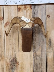 Alaskan Dall Sheep Horns Taxidermy
