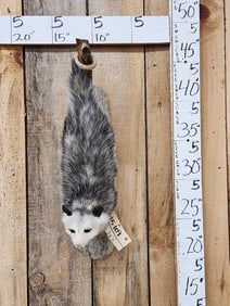 Opossum Hanging By It's Tail Taxidermy