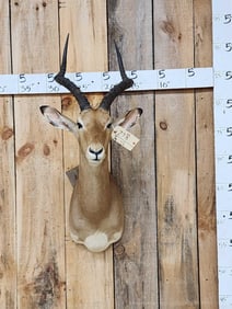 African Impala Shoulder Mount Taxidermy