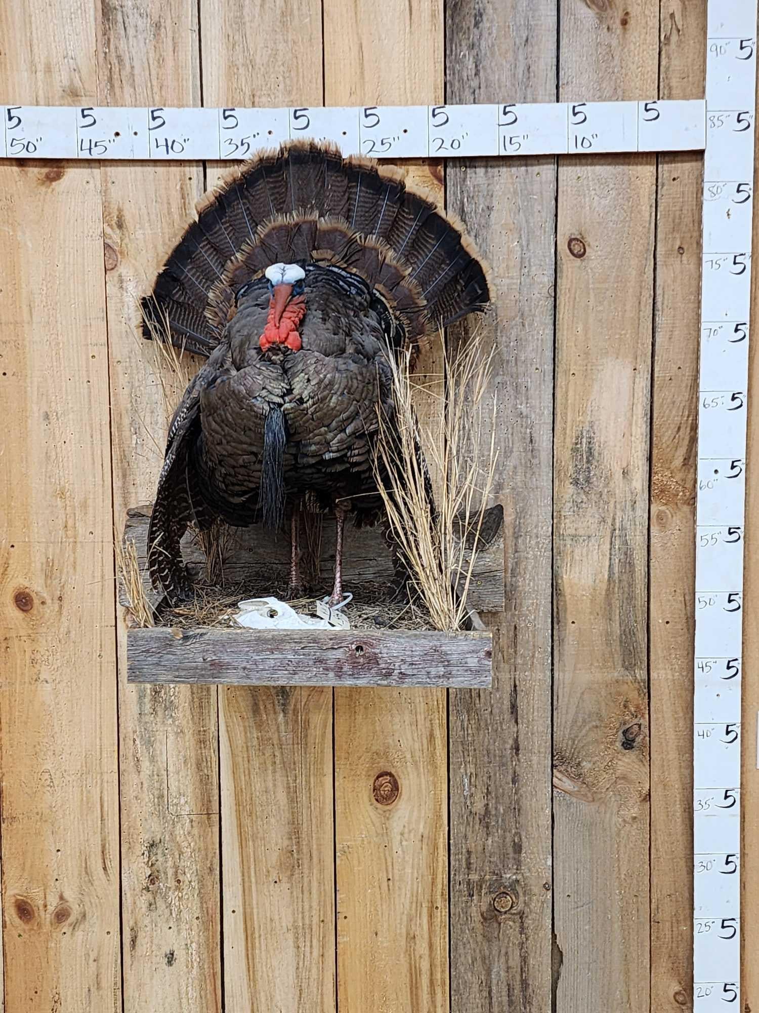 Strutting Turkey Full Body Bird Taxidermy (1 of 4)