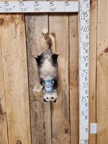 Opossum Hanging By It's Tail Drinking Beer Taxidermy