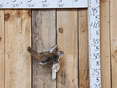 Flying Squirrel Full Body Taxidermy Mount
