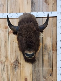 American Bison Buffalo Shoulder Mount Taxidermy