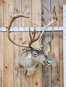 Caribou Shoulder Mount Taxidermy
