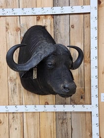 African Cape Buffalo Shoulder Mount Taxidermy