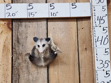 Attack Opossum Taxidermy Mount