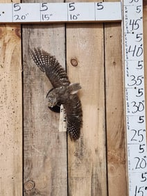 Eurasian Scops Owl In Flight Bird Taxidermy