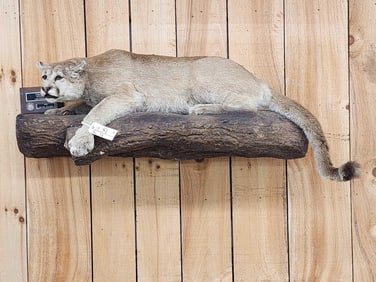 Mountain Lion Cougar Full Body Taxidermy Mount