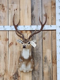 Axis Deer Shoulder Mount Taxidermy