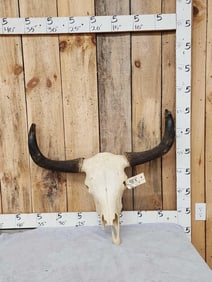 Yak Skull Taxidermy
