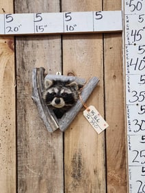 Raccoon In A Den Taxidermy Mount