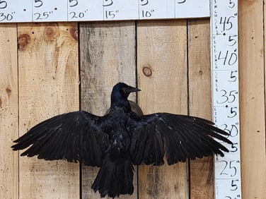 Rook In Flight Full Body Bird Taxidermy
