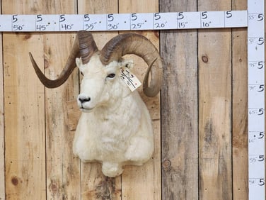 Alaskan Dall Sheep Shoulder Mount Taxidermy