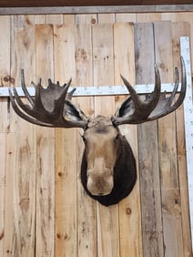 51" Alaskan Moose Shoulder Mount Taxidermy