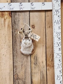 Jackalope Shoulder Mount Taxidermy